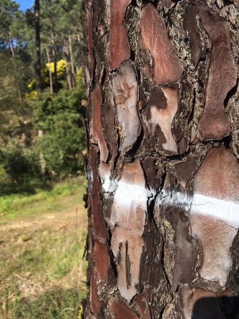 Árvores Marcadas para abate em 2018 - Foto André Beja 